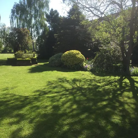 Cherry Tree * 约克